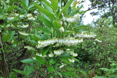 Lyonia ovalifolia