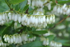 Lyonia ovalifolia