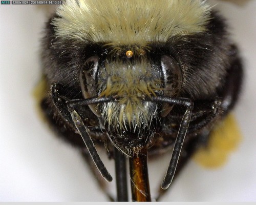 iNaturalist observation photo of Yellow-faced Bumble Bee