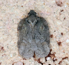 Flataloides scabrosus