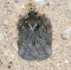 Flataloides scabrosus