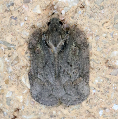 Flataloides scabrosus