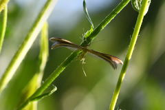 Merrifieldia tridactyla
