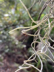 Ophiocordyceps camponoti-floridani
