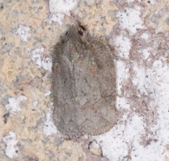 Flataloides scabrosus