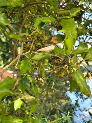 Syzygium maire