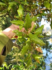 Syzygium maire