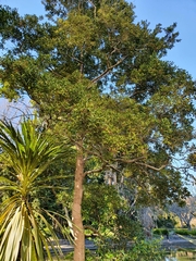 Syzygium maire