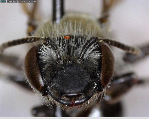 iNaturalist observation photo of Andrena plana