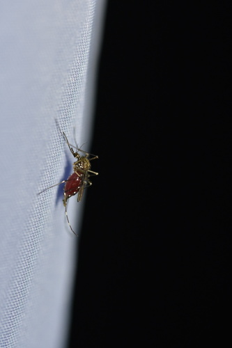 Asian Bush Mosquito