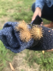 Arctium