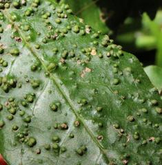 Trichocladus crinitus