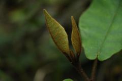 Trichocladus crinitus