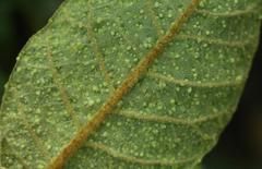 Trichocladus crinitus