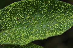 Trichocladus crinitus