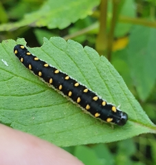 Tenthredo mandibularis