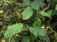 Trichocladus crinitus