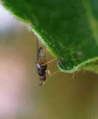 Elachiptera tuberculifera