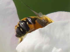 Helophilus lapponicus