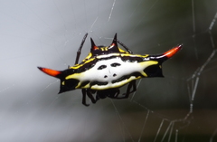 Gasteracantha westringi