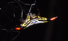 Gasteracantha westringi