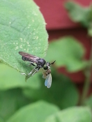 Cerotainia