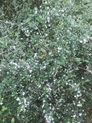 Symphyotrichum