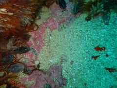 Caffrogobius nudiceps