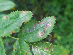 Stigmella anomalella