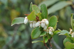 Lyonia villosa