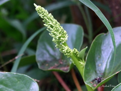 Peperomia peltigera image