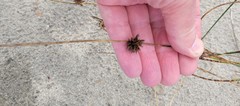 Juncus breweri