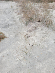 Juncus breweri