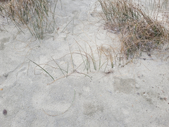 Juncus breweri