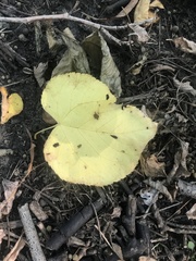Tilia