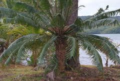 Cycas seemannii