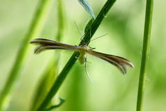 Merrifieldia tridactyla