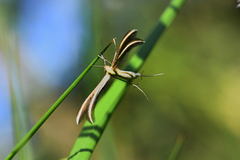 Merrifieldia tridactyla