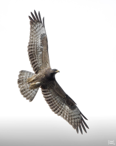 Falco pecchiaiolo