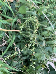 Persicaria virginiana