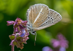 Polyommatus damon