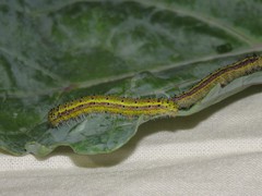 Ascia monuste orseis