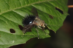 Jurinella