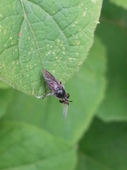 Cerotainia