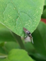 Cerotainia