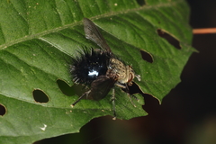 Jurinella