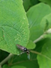 Cerotainia