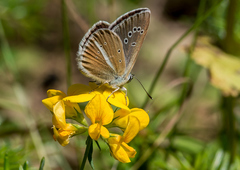 Polyommatus damon