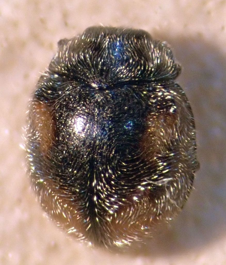 Zagloba