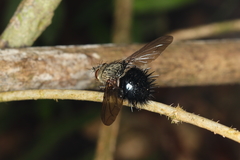 Jurinella